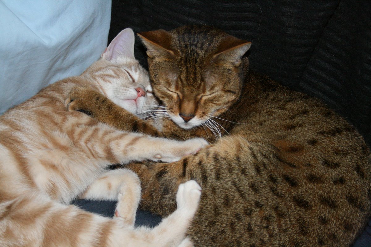 cuddling cats