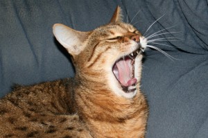 Bengal Cat with big yawn