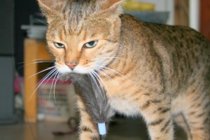 Bengal Cat with dabird in mouth