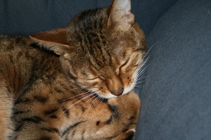 Bengal cat bites nails-1