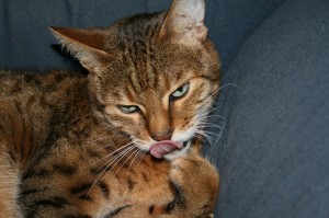 Bengal cat bites nails