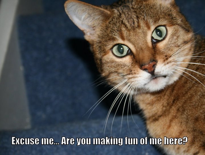 Bengal_cat_leans_into_photo_because_you're_makng_fun_of_her
