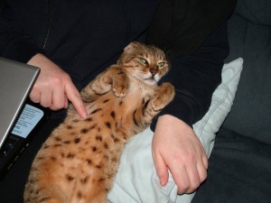 Bengal_cat_spotty_tummy