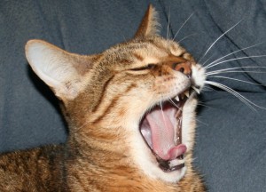 Closeup of bengal mouth