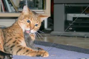 bengal cat with dabird in mouth-1