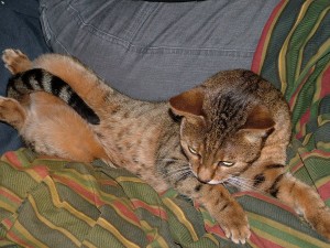 bengal_cat_tickles_tummy_with_tail