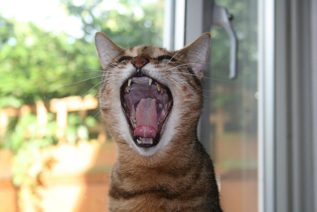 Bengal cat does a big yawn