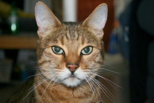 Bengal cat has serious expression