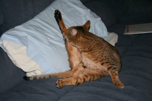 Bengal cat holds leg in the air