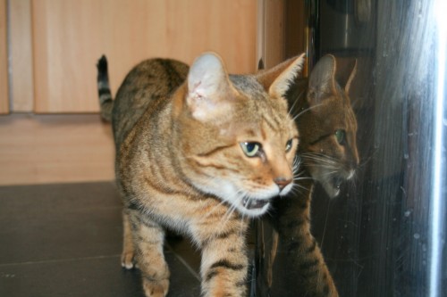 Bengal cat in reflection