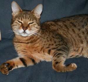 Bengal cat looks smug-1