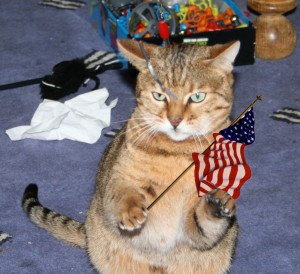 Bengal-cat-with-USA-American-flag