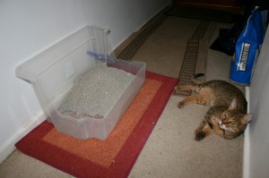 High sided cat litter tray