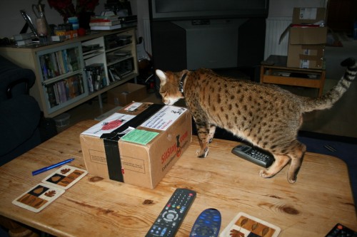 Bengal cat gets a box