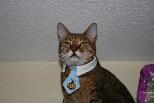 Bengal cat wears a tie collar-1