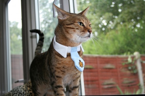 Bengal cat wears a tie collar-2