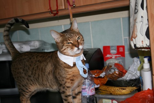 Bengal cat wears a tie collar-3