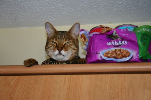 Bengal cat with whiskas cat food