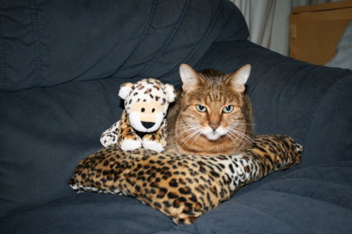 Bengal cat with pretend kitten