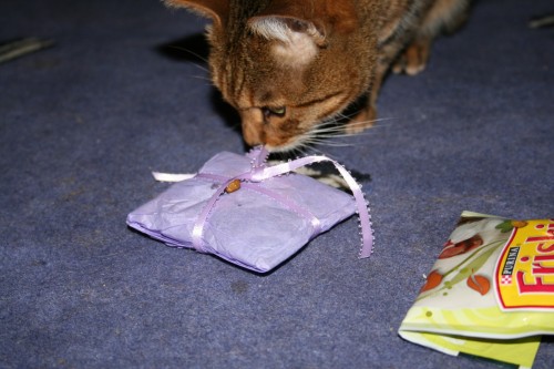 Freya the bengal cat gets a present-1