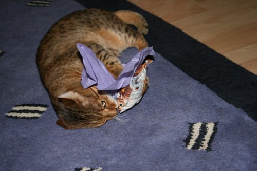 Freya the bengal cat gets a present-2