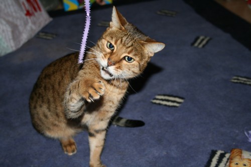 Freya the bengal cat gets a present-3