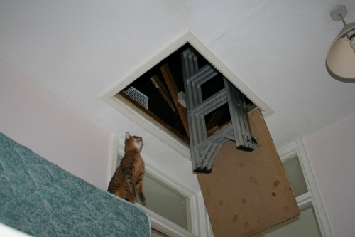 Bengal cat jumps into loft