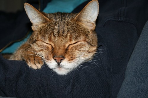 contented bengal cat