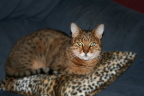 Begngal cat on a cushion