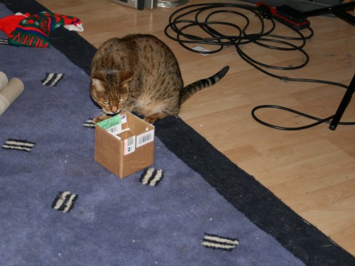 Bengal cat has head stuck in a box-1