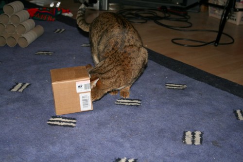 Bengal cat has head stuck in a box