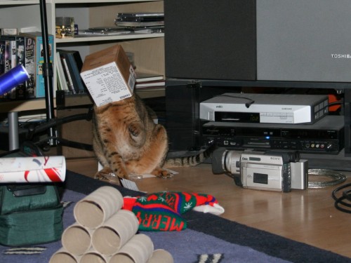 Bengal cat has head stuck in a box-7