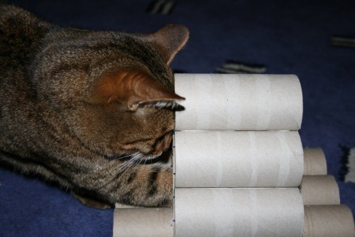 Bengal cat plays with vicky halls toilet roll toy-2