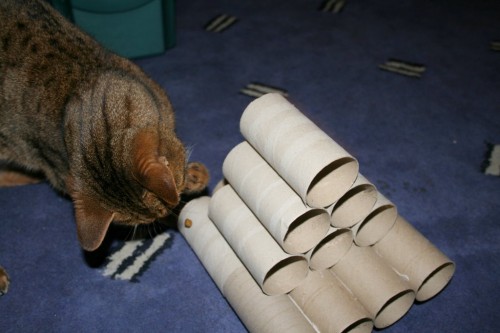 Bengal cat plays with vicky halls toilet roll toy-3