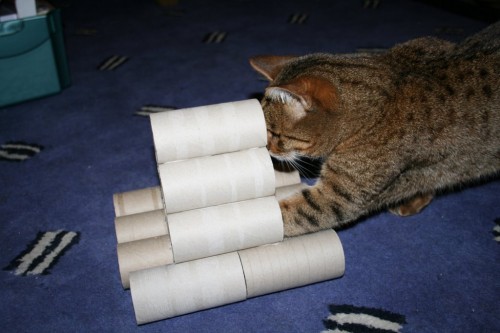 Bengal cat plays with vicky halls toilet roll toy-4