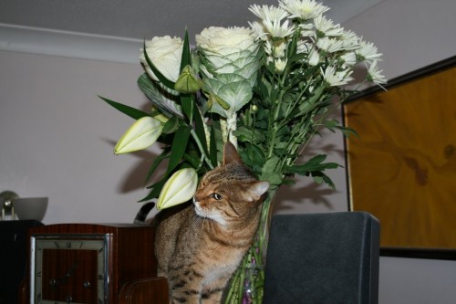 Bengal cat sniffs lilly