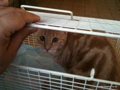 scared cat in basket at vets