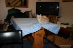 Cat on the table cloth