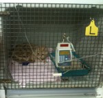 teego cat on a drip monitored at vet