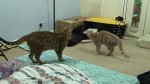 introduce bengal kitten to cat
